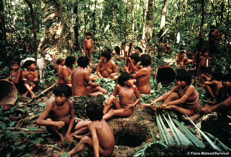 yanomani indigenous people